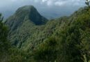 Sang Punuk Sapi, Puncak Argo Jembangan